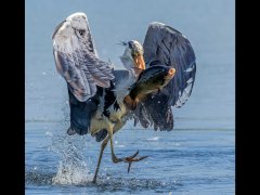 Carl Lane-Heron With Tench-Very Highly Commended.jpg